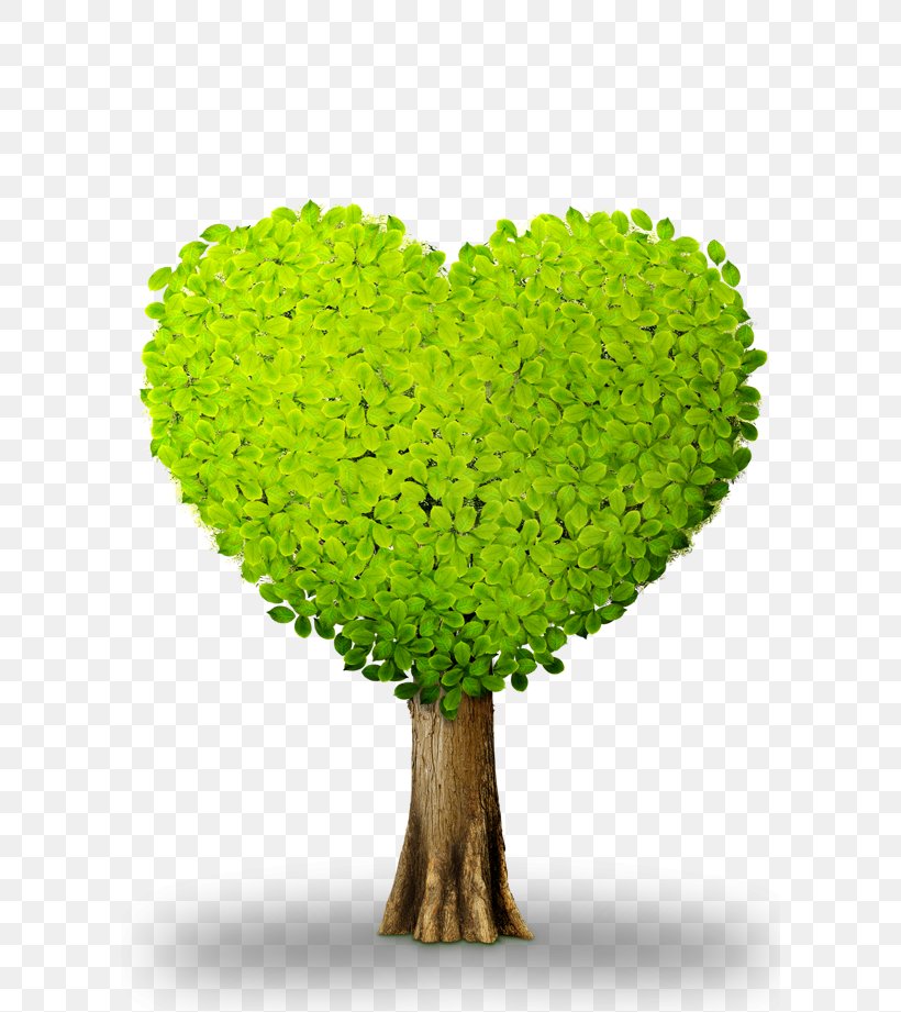 Heart Plant Download Green Chemical Element, PNG, 600x921px, Photography, Flowerpot, Fukei, Grass, Green Download Free