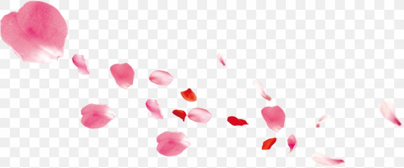 Petal Pink Gratis, PNG, 1246x521px, Petal, Flower, Flowering Plant, Garden Roses, Gratis Download Free