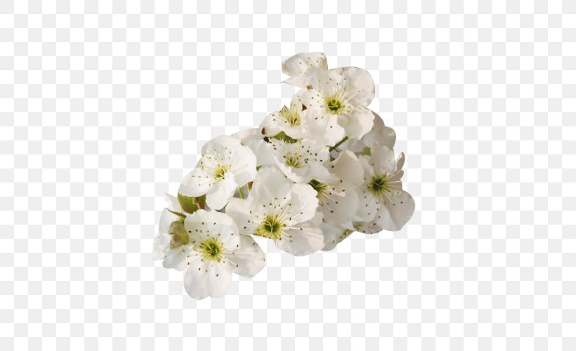Petal White Floral Design Flower, PNG, 500x500px, Petal, Blossom, Branch, Cherry Blossom, Cut Flowers Download Free