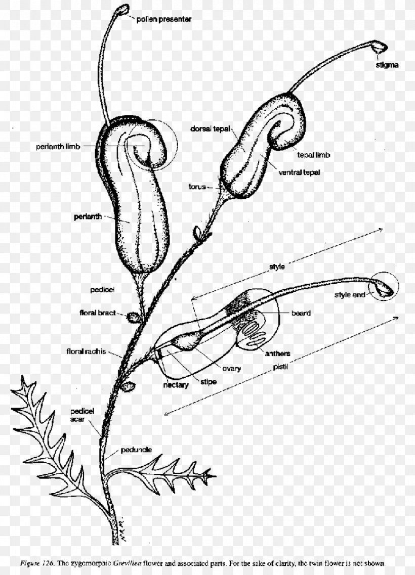 Grevillea Banksii Diagram Grevillea 'Honey Gem' Plant Stem, PNG, 865x1200px, Watercolor, Cartoon, Flower, Frame, Heart Download Free