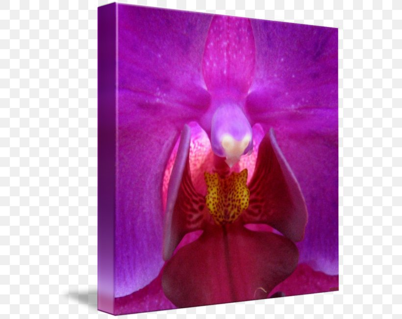 Moth Orchids Family Violet, PNG, 576x650px, Moth Orchids, Family, Flora, Flower, Flowering Plant Download Free