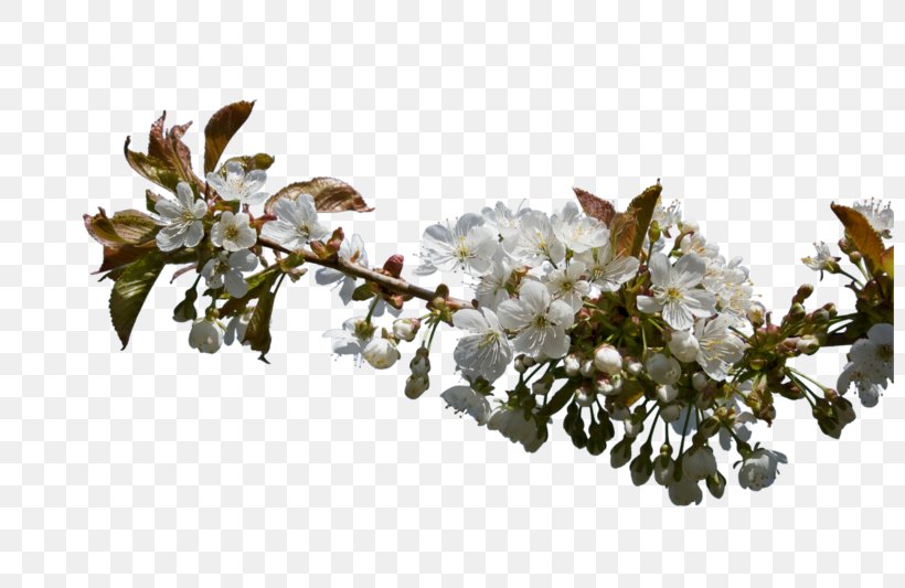 Pear, PNG, 800x533px, Pear, Apple, Blossom, Branch, Cherry Blossom Download Free