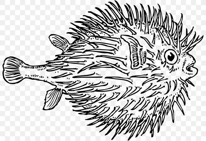 Pufferfish Fugu Drawing Clip Art, PNG, 800x559px, Pufferfish, Art, Artwork, Black And White, Drawing Download Free