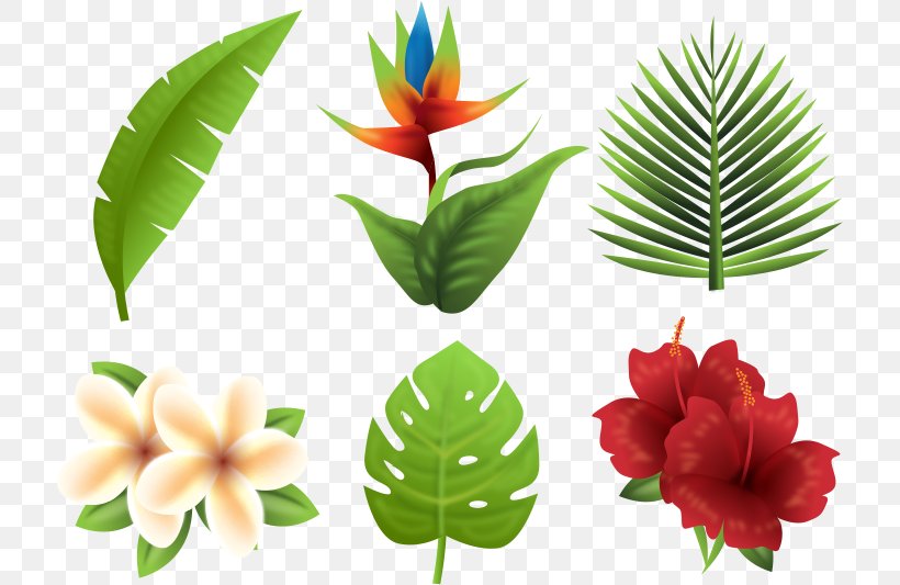 Tropics Euclidean Vector Flower, PNG, 716x533px, Tropics, Flower, Flowerpot, Leaf, Plant Download Free
