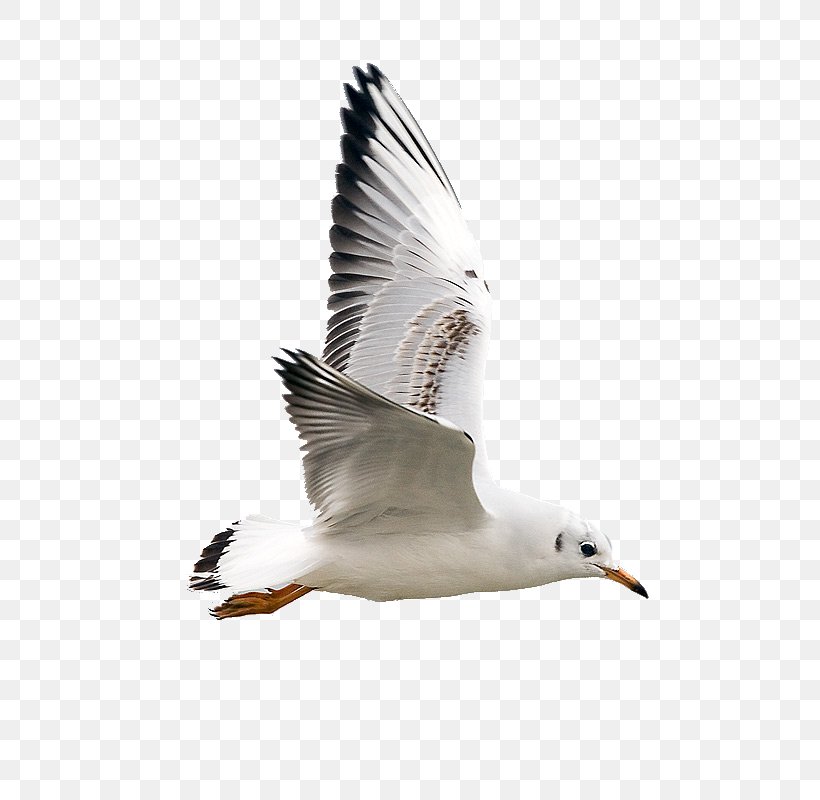 Gulls Bird Jonathan Livingston Seagull Photography, PNG, 691x800px, Gulls, Animation, Beak, Bird, Blog Download Free