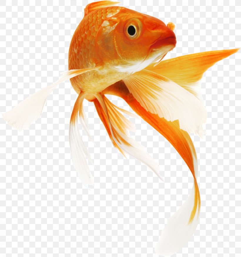 Koi Goldfish Siamese Fighting Fish Carp, PNG, 1135x1208px, Koi, Aquarium, Bony Fish, Carp, Cyprinidae Download Free