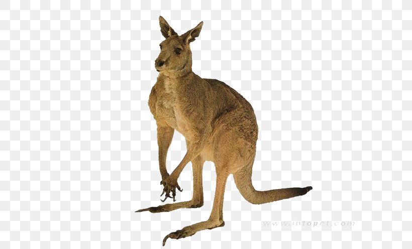 Red Kangaroo Australia Tail Quokka, PNG, 680x496px, Australia, Animal, Fauna, Fauna Of Australia, Kangaroo Download Free