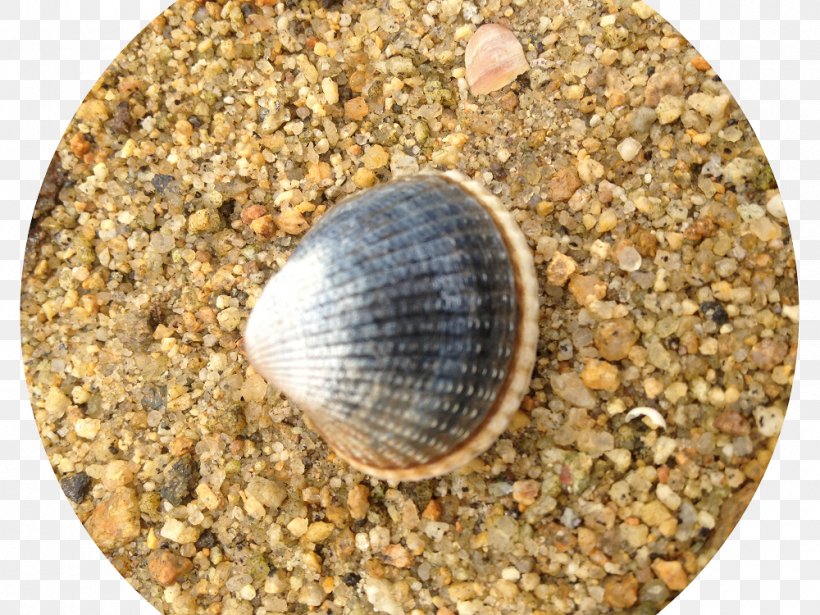 Cockle, PNG, 1000x750px, Cockle, Clam, Clams Oysters Mussels And Scallops, Material, Pebble Download Free