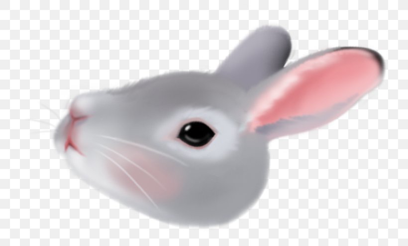 Domestic Rabbit Product Whiskers Computer Mouse Snout, PNG, 806x495px, Domestic Rabbit, Computer Mouse, Mammal, Mouse, Rabbit Download Free