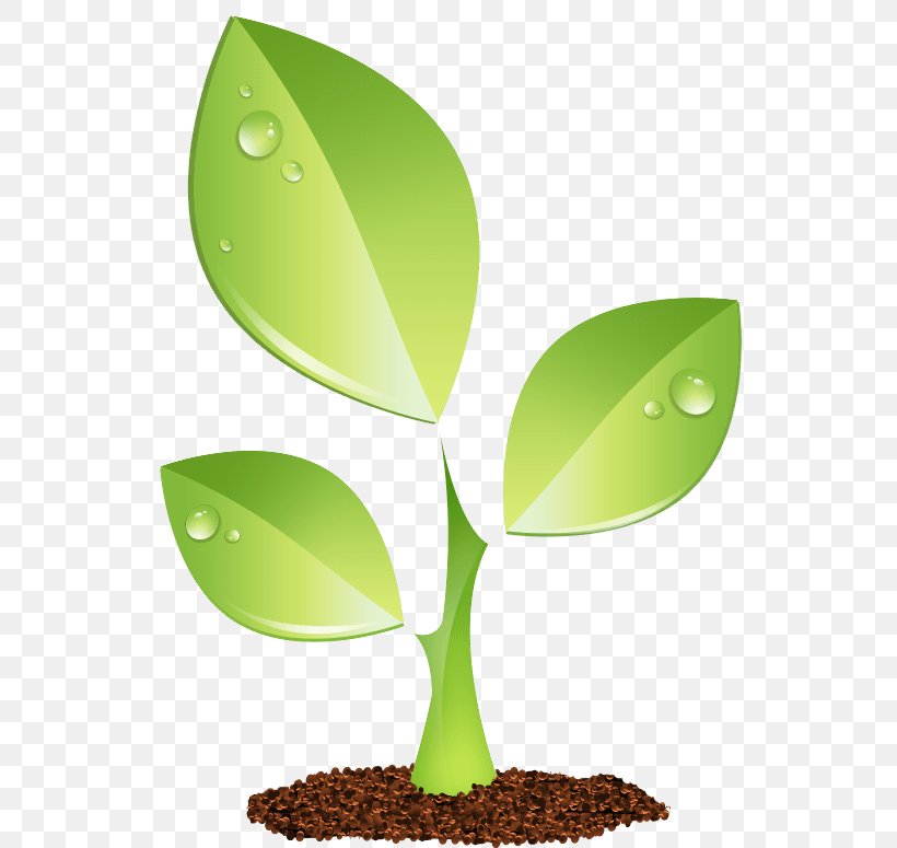Plant Green, PNG, 558x775px, Plant, Botany, Green, Leaf, Seedling Download Free