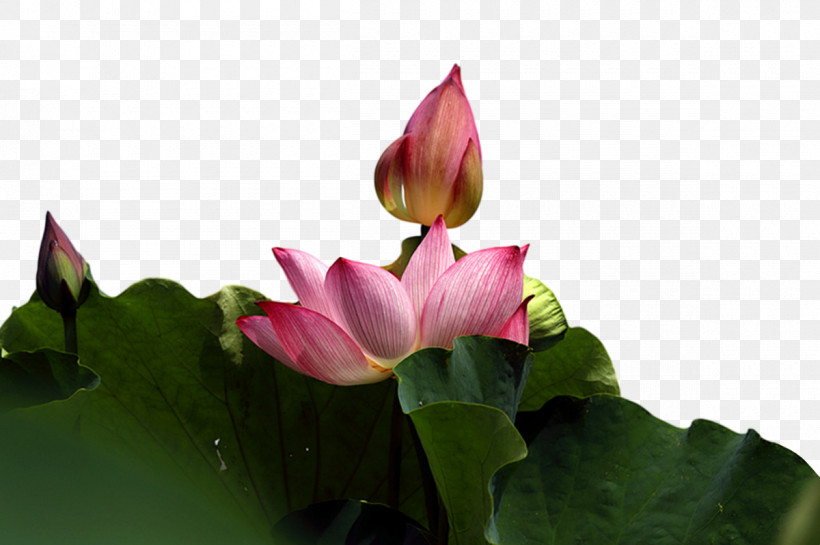 Sacred Lotus Leaf Nelumbonaceae Petal Flora, PNG, 1200x799px, Sacred Lotus, Biology, Flora, Leaf, Lotusm Download Free