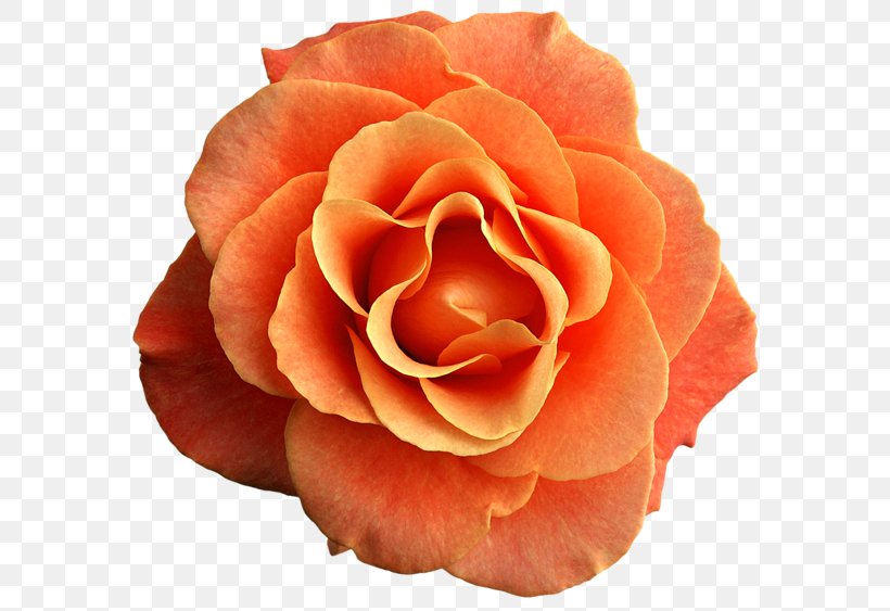 Garden Roses Cabbage Rose Black Rose Floribunda, PNG, 600x563px, Garden Roses, Black Rose, Blossom, Cabbage Rose, Close Up Download Free