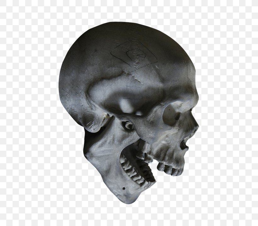 Human Skull Symbolism Skeleton Human Anatomy, PNG, 447x720px, Human Skull Symbolism, Anatomy, Bone, Calavera, Craniology Download Free