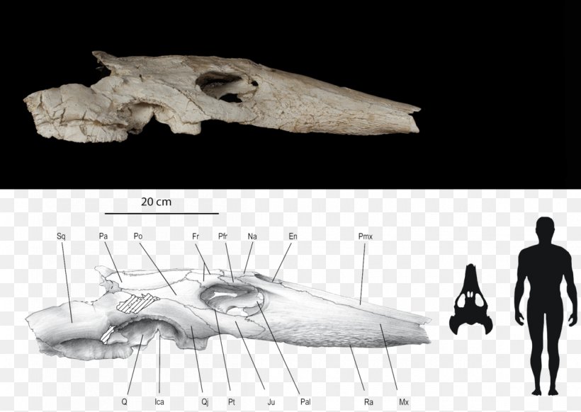 Sea Turtle Maastrichtian Ocepechelon Skull, PNG, 1200x853px, Turtle, Animal, Black And White, Bone, Cretaceous Download Free