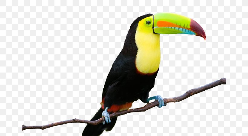 Toco Toucan, PNG, 676x450px, Toucan, Beak, Bird, Depositphotos, Digital Image Download Free