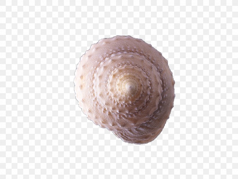 Cockle Spiral Sea Snail Seashell Conch, PNG, 1600x1200px, Cockle, Clam, Clams Oysters Mussels And Scallops, Conch, Conchology Download Free