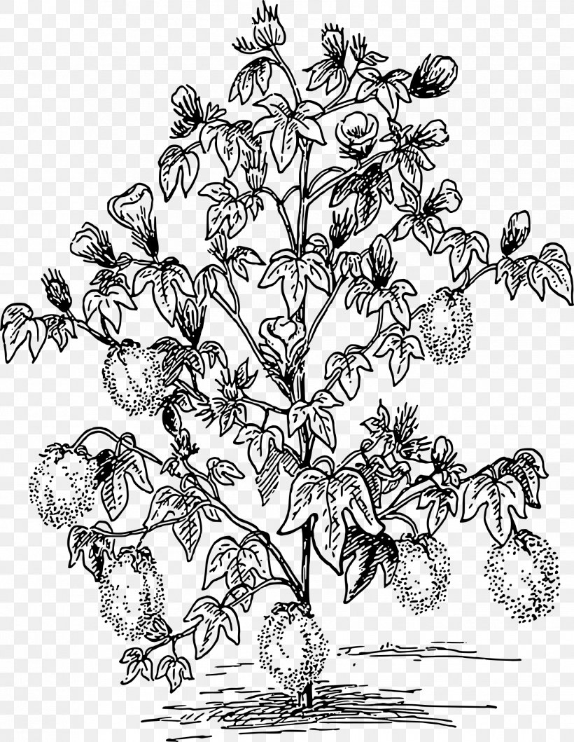Cotton Drawing Plant Clip Art, PNG, 1857x2400px, Cotton, Artwork, Black And White, Branch, Drawing Download Free