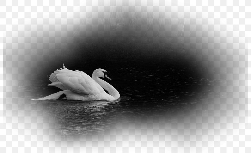 Cygnini Duck Still Life Photography Desktop Wallpaper, PNG, 800x499px, Cygnini, Beak, Bird, Black And White, Closeup Download Free