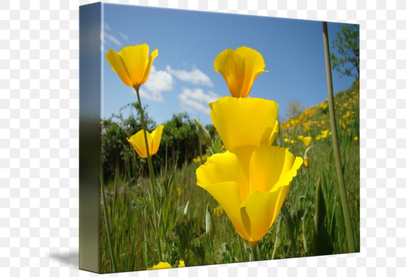Flower Common Poppy Plant California Poppy, PNG, 650x560px, Flower, California Poppy, Common Poppy, Eschscholzia, Eschscholzia Californica Download Free