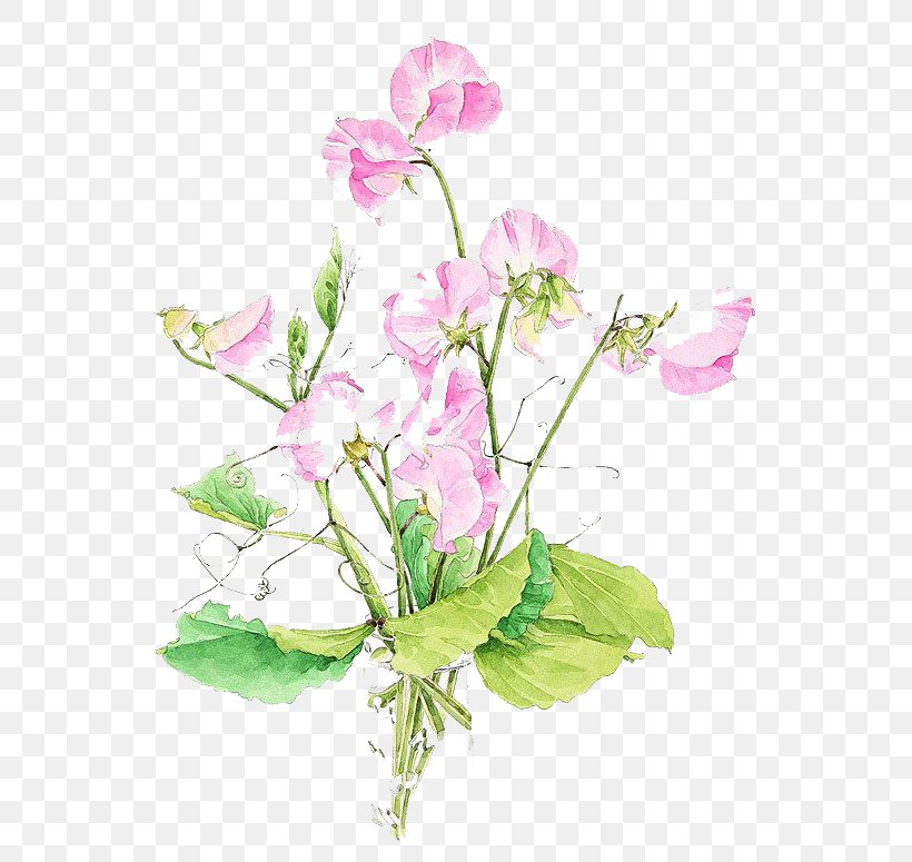 Pea Watercolor: Flowers Watercolor Painting Floral Design, PNG, 585x775px, Pea, Annual Plant, Art, Floral Design, Flower Download Free