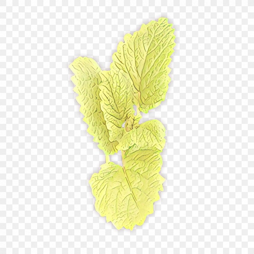 Yellow Flower, PNG, 1200x1200px, Leaf, Flower, Herb, Plant, Yellow Download Free