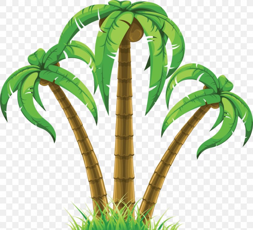 Arecaceae Coconut Wall Decal Tree Clip Art, PNG, 863x786px, Arecaceae, Arecales, Coconut, Color, Date Palm Download Free