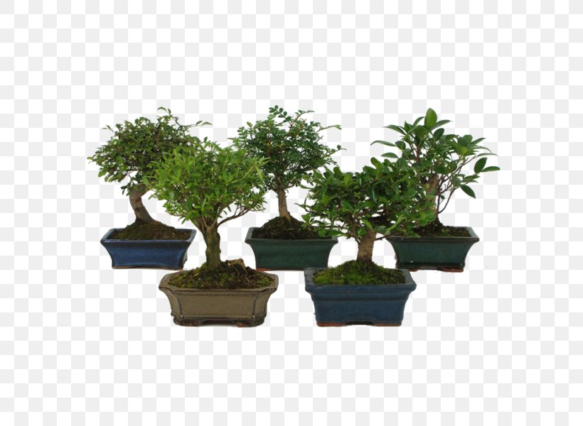 Bonsai Houseplant Sageretia Theezans Tree, PNG, 600x600px, Bonsai, Carmona, Evergreen, Ficus Microcarpa, Fig Trees Download Free