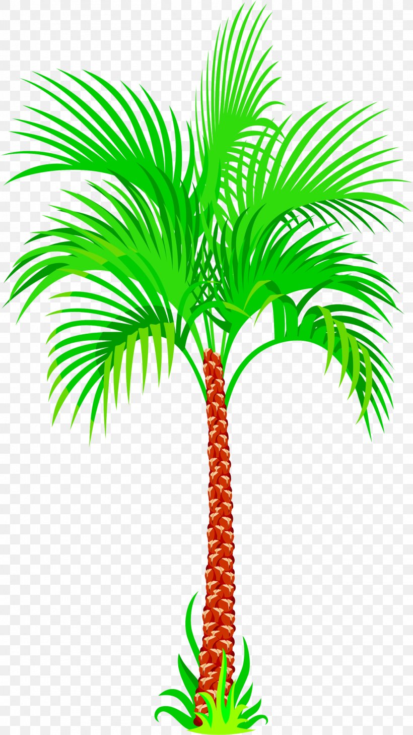 Asian Palmyra Palm Coconut Tree, PNG, 1406x2500px, Asian Palmyra Palm, Aquarium Decor, Archontophoenix, Arecaceae, Arecales Download Free