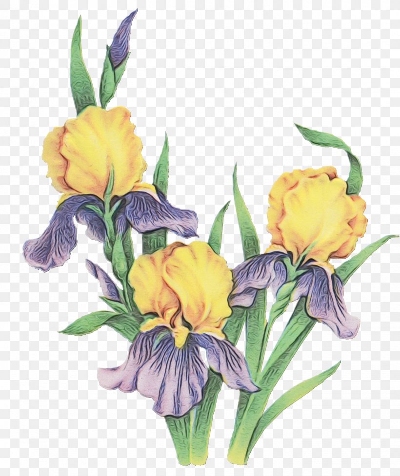 Flower Flowering Plant Plant Cut Flowers Yellow, PNG, 1342x1600px, Watercolor, Cut Flowers, Flower, Flowering Plant, Iris Download Free