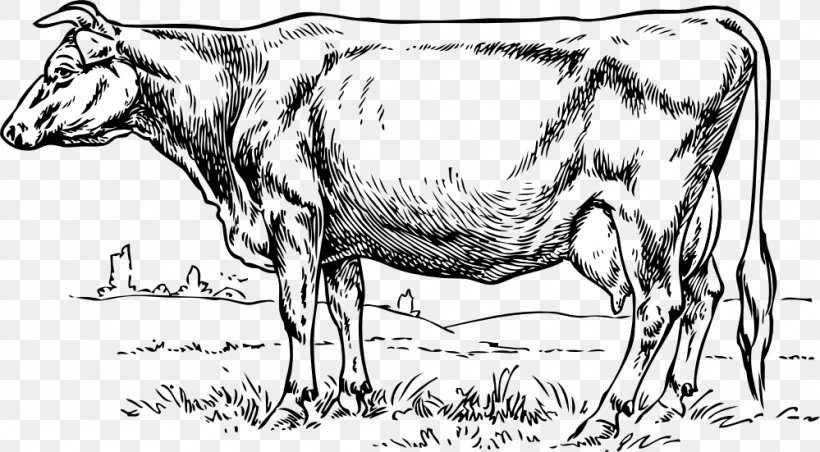 Jersey Cattle Holstein Friesian Cattle Calf Clip Art, PNG, 999x551px, Jersey Cattle, Black And White, Bull, Calf, Cattle Download Free