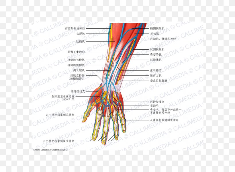 Nerve Anterior Compartment Of The Forearm Anatomy, PNG, 600x600px, Watercolor, Cartoon, Flower, Frame, Heart Download Free