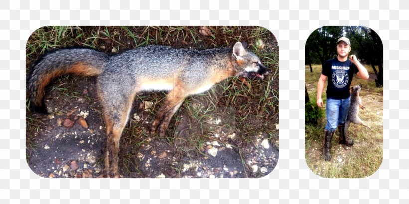 Red Fox Gray Fox Canidae Art, PNG, 1024x512px, Red Fox, Art, Artist, Canidae, Carnivoran Download Free