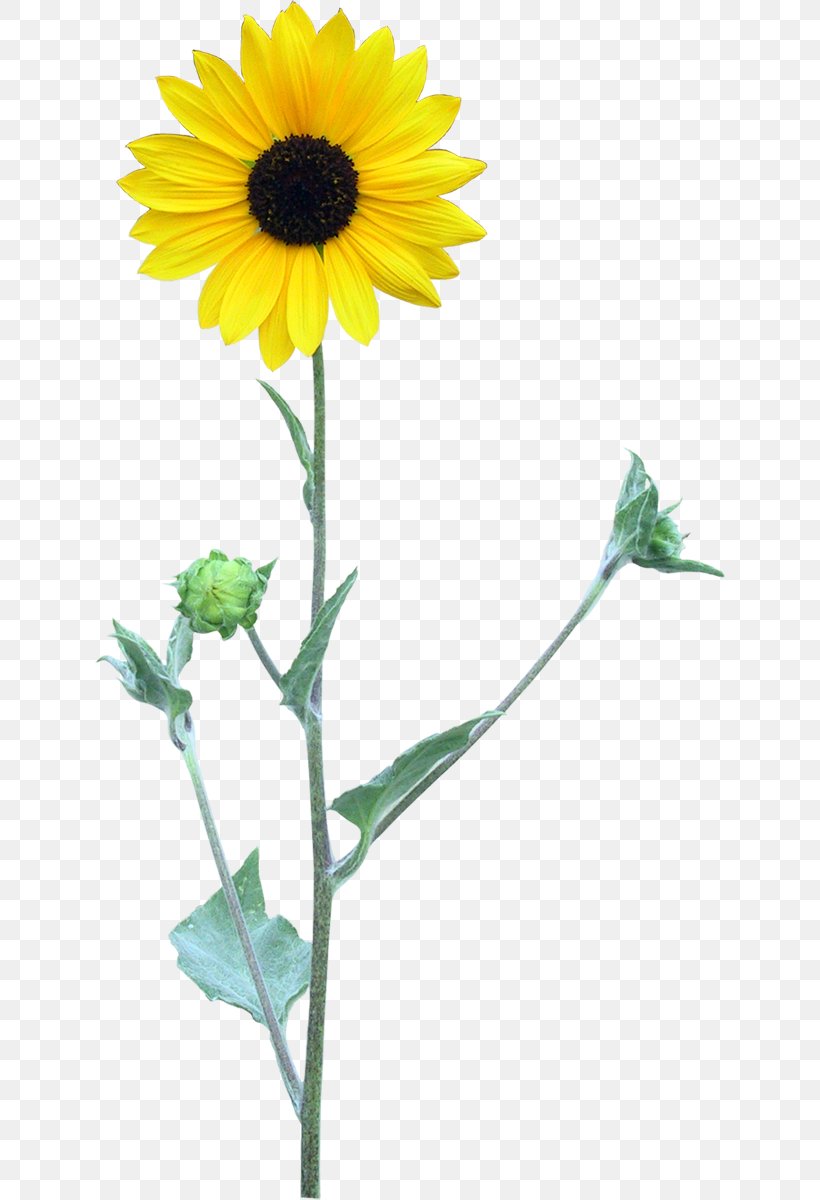 Common Sunflower Four Cut Sunflowers Two Cut Sunflowers Transparency And Translucency, PNG, 630x1200px, Common Sunflower, Daisy Family, Flower, Flowering Plant, Four Cut Sunflowers Download Free