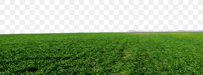 Crop Lawn Grassland Artificial Turf Land Lot, PNG, 1106x410px, Crop,  Agriculture, Artificial Turf, Energy, Family Download
