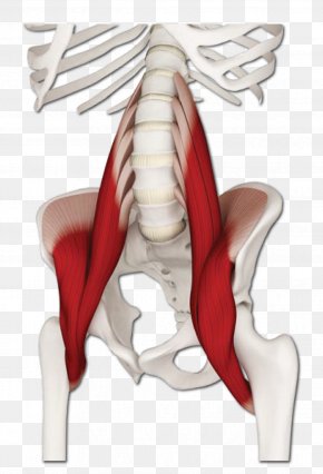 Iliopsoas Psoas Major Muscle Active Stretching Iliacus Muscle Png