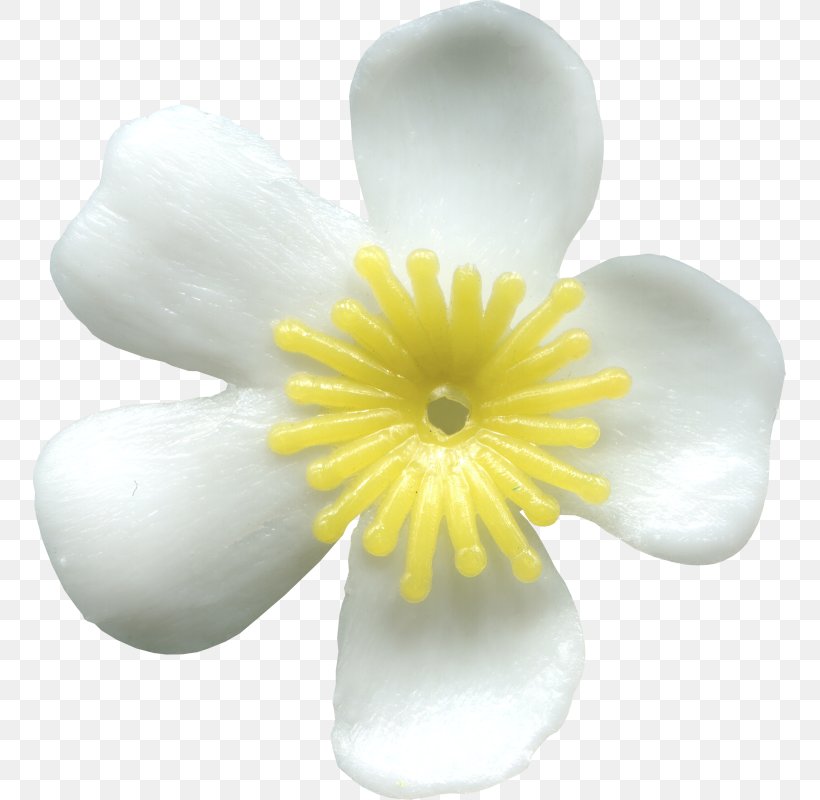 Flowering Plant, PNG, 753x800px, Flowering Plant, Flower, Petal, Plant, White Download Free
