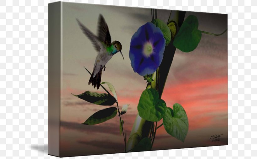 Ruby-throated Hummingbird Art Morning Glory Vine, PNG, 650x508px, Hummingbird, Animal, Art, Art Museum, Beak Download Free