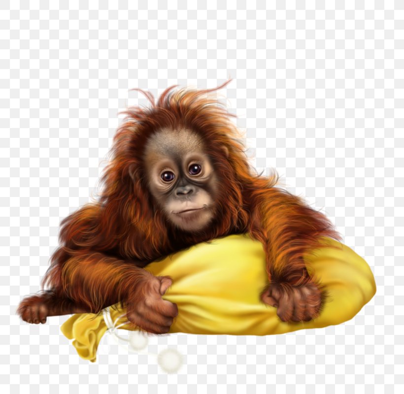 Ape Sumatran Orangutan Baboons Monkey, PNG, 800x800px, Ape, Animal, Baboons, Great Ape, Mammal Download Free