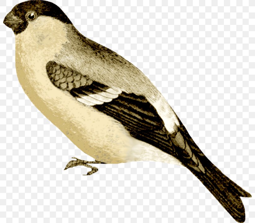 Bird Clip Art, PNG, 800x717px, Bird, Beak, Computer Software, Emberizidae, Fauna Download Free