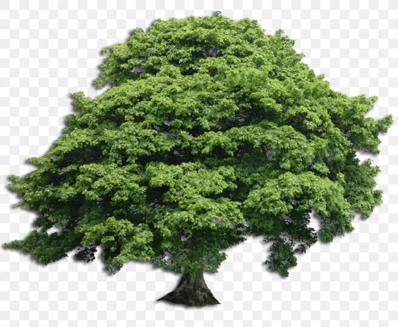 L.K. Wood: As Everyone Should Arborist Tree Trunk Pruning, PNG, 1000x823px, Lk Wood As Everyone Should, Arborist, Certified Arborist, Evergreen, Houseplant Download Free