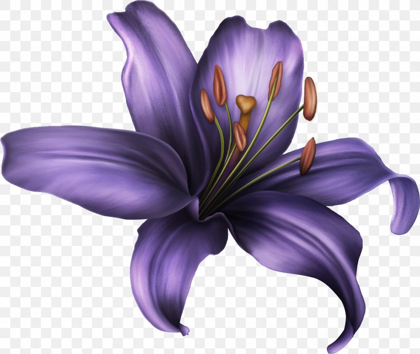 Ты — моя нежность Paint.net Violet, PNG, 1376x1161px, Net, Blue, Crocus, Flower, Flowering Plant Download Free