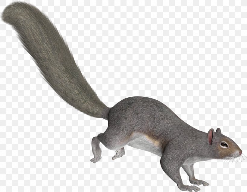 Tree Squirrels Tail, PNG, 1280x999px, Squirrel, Animal, Animal Figure, Editing, Fauna Download Free