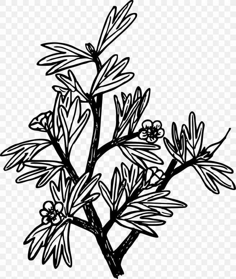Drawing Coloring Book Black And White Image Clip Art, PNG, 2032x2400px, Drawing, American Larch, Art, Black And White, Blackandwhite Download Free
