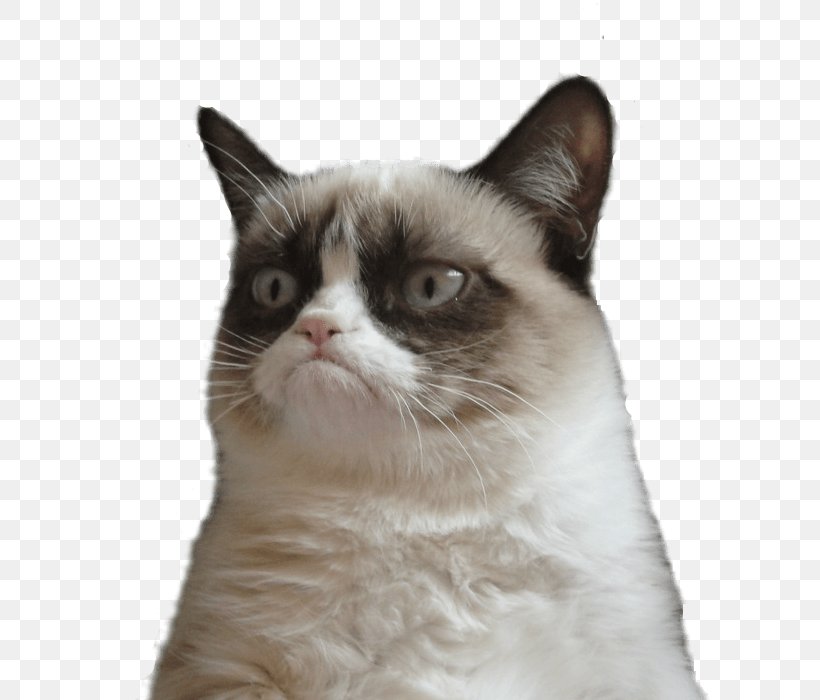 Grumpy Cat Snowshoe Cat Clip Art, PNG, 800x700px, Grumpy Cat, Carnivoran, Cat, Cat Like Mammal, Cats And The Internet Download Free