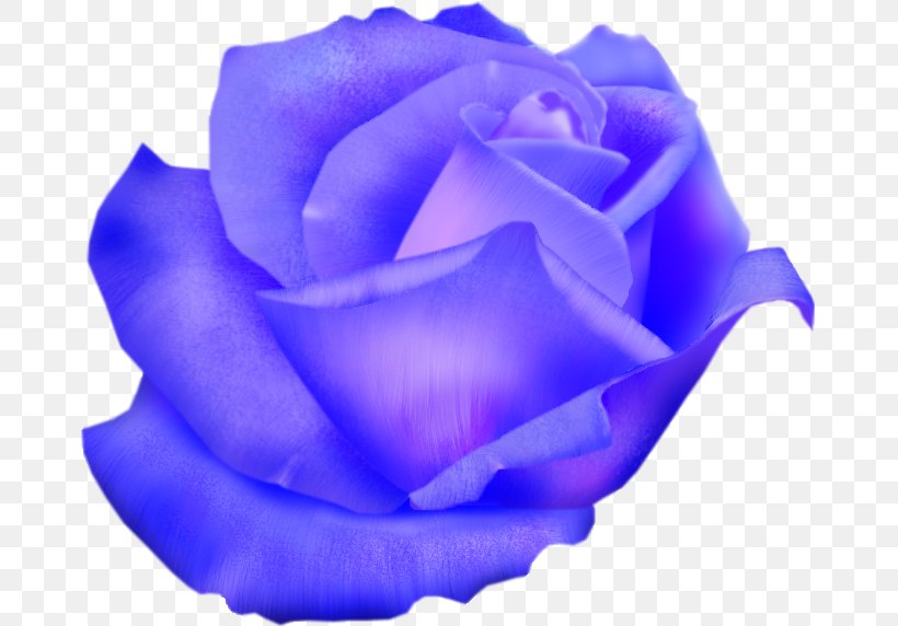 Blue Rose Garden Roses Cabbage Rose Cut Flowers, PNG, 671x572px, Blue Rose, Blue, Cabbage Rose, Closeup, Cobalt Blue Download Free