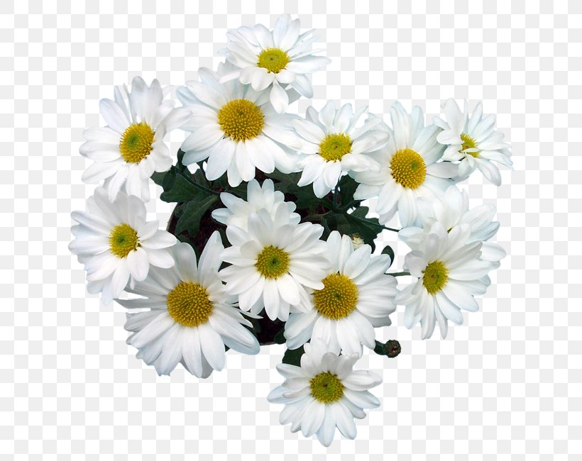 Common Daisy Marguerite Daisy Oxeye Daisy Chrysanthemum Roman Chamomile, PNG, 650x650px, Common Daisy, Annual Plant, Argyranthemum, Artificial Flower, Aster Download Free