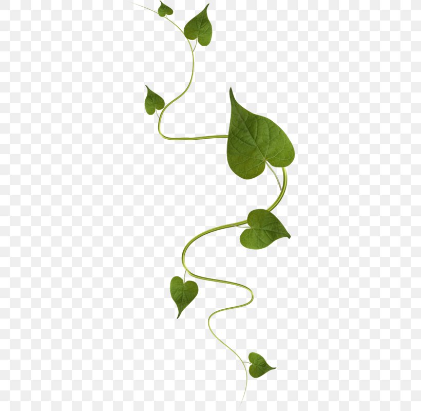 Leaf Green, PNG, 330x800px, Leaf, Branch, Color, Flora, Flower Download Free