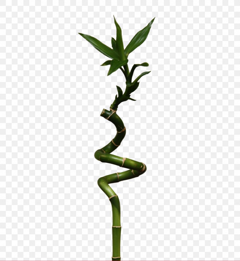 Lucky Bamboo Embryophyta Dracaena Braunii Bambusa, PNG, 1630x1773px, Lucky Bamboo, African Violets, Arborvitae, Bamboe, Bamboo Download Free