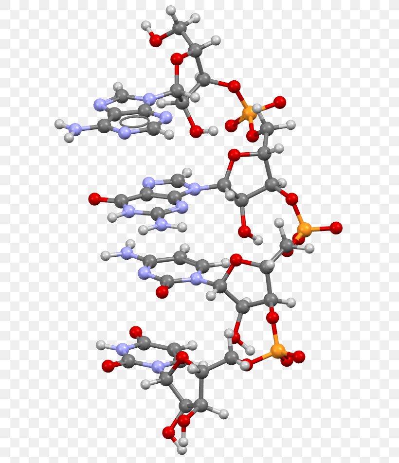 Protein Biosynthesis Transfer RNA Guanosine Triphosphate, PNG, 613x952px, Protein Biosynthesis, Animation, Area, Biosynthesis, Body Jewelry Download Free
