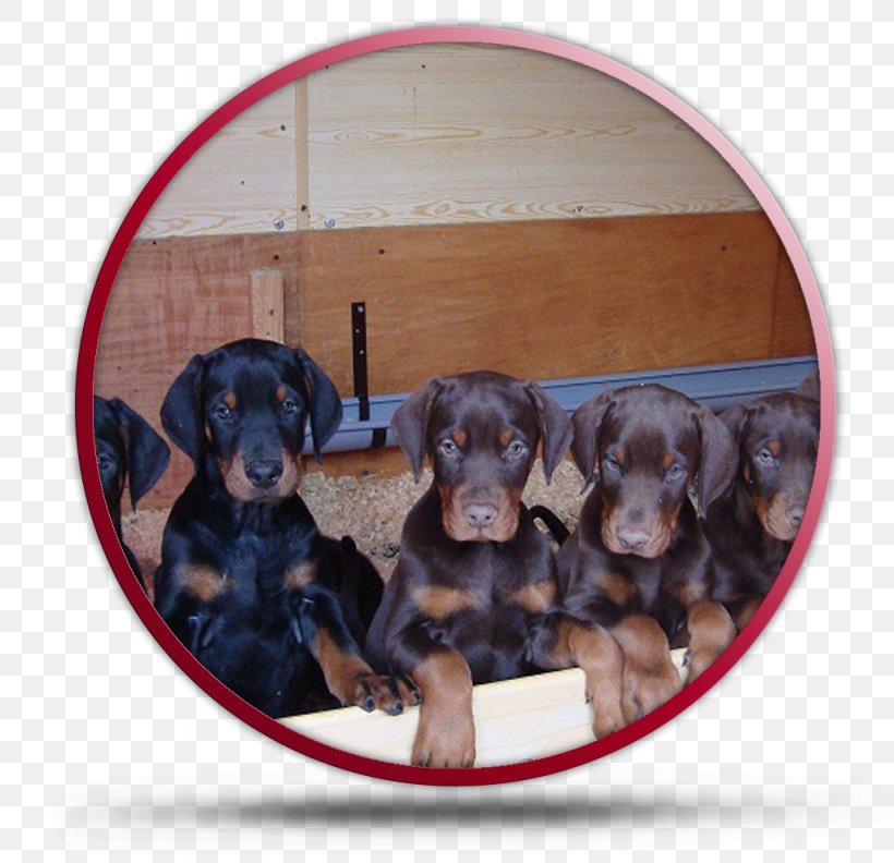 Rottweiler Puppy Dobermann Polish Hunting Dog Austrian Black And Tan Hound, PNG, 1024x990px, Rottweiler, Aretus, Austrian Black And Tan Hound, Black And Tan Coonhound, Breed Download Free